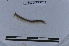  ( - EW-LT-0020)  @11 [ ] CreativeCommons - Attribution Non-Commercial Share-Alike (2018) Thibaud Decaëns Universite Montpellier, CEFE Lab