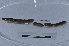  ( - EW-LT-0042)  @11 [ ] CreativeCommons - Attribution Non-Commercial Share-Alike (2018) Thibaud Decaëns Universite Montpellier, CEFE Lab