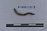  ( - EW-LT-0078)  @11 [ ] CreativeCommons - Attribution Non-Commercial Share-Alike (2018) Thibaud Decaëns Universite Montpellier, CEFE Lab
