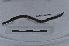  ( - EW-LT-0086)  @11 [ ] CreativeCommons - Attribution Non-Commercial Share-Alike (2018) Thibaud Decaëns Universite Montpellier, CEFE Lab