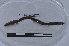  ( - EW-LT-0088)  @11 [ ] CreativeCommons - Attribution Non-Commercial Share-Alike (2018) Thibaud Decaëns Universite Montpellier, CEFE Lab