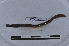  ( - EW-LT-0097)  @11 [ ] CreativeCommons - Attribution Non-Commercial Share-Alike (2018) Thibaud Decaëns Universite Montpellier, CEFE Lab