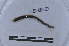  ( - EW-LT-0125)  @11 [ ] CreativeCommons - Attribution Non-Commercial Share-Alike (2018) Thibaud Decaëns Universite Montpellier, CEFE Lab