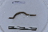  ( - EW-LT-0126)  @11 [ ] CreativeCommons - Attribution Non-Commercial Share-Alike (2018) Thibaud Decaëns Universite Montpellier, CEFE Lab