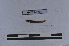  ( - EW-LT-0258)  @11 [ ] CreativeCommons - Attribution Non-Commercial Share-Alike (2018) Thibaud Decaëns Universite Montpellier, CEFE Lab