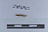  ( - EW-LT-0260)  @11 [ ] CreativeCommons - Attribution Non-Commercial Share-Alike (2018) Thibaud Decaëns Universite Montpellier, CEFE Lab
