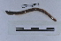  ( - EW-LT-0261)  @11 [ ] CreativeCommons - Attribution Non-Commercial Share-Alike (2018) Thibaud Decaëns Universite Montpellier, CEFE Lab