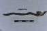  ( - EW-LT-0262)  @11 [ ] CreativeCommons - Attribution Non-Commercial Share-Alike (2018) Thibaud Decaëns Universite Montpellier, CEFE Lab