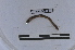  ( - EW-LT-0274)  @11 [ ] CreativeCommons - Attribution Non-Commercial Share-Alike (2018) Thibaud Decaëns Universite Montpellier, CEFE Lab
