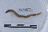  ( - EW-LT-0346)  @11 [ ] CreativeCommons - Attribution Non-Commercial Share-Alike (2018) Thibaud Decaëns Universite Montpellier, CEFE Lab