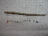  (Dichogaster eiseni - IEOL4318)  @13 [ ] CreativeCommons - Attribution Non-Commercial Share-Alike (2012) Carlos Fragoso INECOL
