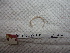  ( - IEOL4343)  @12 [ ] CreativeCommons - Attribution Non-Commercial Share-Alike (2012) Carlos Fragoso INECOL