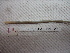  (Ramiellona wilsoni - IEOL4362)  @12 [ ] CreativeCommons - Attribution Non-Commercial Share-Alike (2012) Carlos Fragoso INECOL