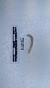  ( - EW_AM_0108)  @11 [ ] by-nc-sa (2022) Thibaud.Decaens@cefe.cnrs.fr Universite Montpellier