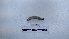  ( - EW_AM_0129)  @11 [ ] by-nc-sa (2022) Thibaud.Decaens@cefe.cnrs.fr Universite Montpellier