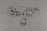  (Murchieona - EW-NOR12-0006)  @12 [ ] Copyright (2012) Thibaud Decaens Laboratoire ECODIV, Univ Rouen