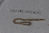  ( - EW_SAV_070)  @12 [ ] Copyright (2012) Thibaud Decaens Laboratoire ECODIV, Univ Rouen
