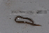  ( - EW_SAV_072)  @12 [ ] Copyright (2012) Thibaud Decaens Laboratoire ECODIV, Univ Rouen