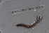  ( - EW_SAV_082)  @12 [ ] Copyright (2012) Thibaud Decaens Laboratoire ECODIV, Univ Rouen
