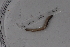  ( - EW_SAV_084)  @12 [ ] Copyright (2012) Thibaud Decaens Laboratoire ECODIV, Univ Rouen