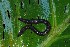  ( - EW-NOU-0007)  @12 [ ] Copyright (2011) Thibaud Decaens Laboratoire ECODIV, Univ Rouen