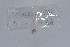  ( - EW-NOU2-208)  @12 [ ] Copyright (2011) Thibaud Decaens Laboratoire ECODIV, Univ Rouen