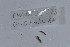  ( - EW-NOU2-278)  @12 [ ] Copyright (2011) Thibaud Decaens Laboratoire ECODIV, Univ Rouen