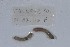  ( - EW-NOU2-301)  @12 [ ] Copyright (2011) Thibaud Decaens Laboratoire ECODIV, Univ Rouen