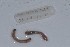  ( - EW-NOU2-323)  @12 [ ] Copyright (2011) Thibaud Decaens Laboratoire ECODIV, Univ Rouen
