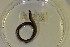  ( - EW-NOU2-004)  @12 [ ] Copyright (2011) Thibaud Decaens Laboratoire ECODIV, Univ Rouen