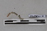 ( - EW-PNPC-0290)  @11 [ ] CreativeCommons - Attribution Non-Commercial Share-Alike (2018) Thibaud Decaens CEFE Lab