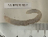  ( - EW-RES19-0019)  @11 [ ] CreativeCommons - Attribution  CBG Photography Group Centre for Biodiversity Genomics