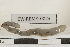  ( - EW-RES19-0023)  @11 [ ] CreativeCommons - Attribution  CBG Photography Group Centre for Biodiversity Genomics