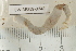 ( - EW-RES19-0048)  @11 [ ] CreativeCommons - Attribution  CBG Photography Group Centre for Biodiversity Genomics
