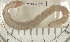  ( - EW-RES19-0051)  @11 [ ] CreativeCommons - Attribution  CBG Photography Group Centre for Biodiversity Genomics