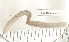 (Vignysa popi - EW-RES19-0110)  @11 [ ] CreativeCommons - Attribution  CBG Photography Group Centre for Biodiversity Genomics