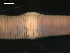  (Eisenia nordenskioldi nordenskioldi - BIOUG00038-85)  @12 [ ] CreativeCommons - Attribution (2010) CBG Photography Group Centre for Biodiversity Genomics
