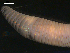  ( - BIOUG00038-85)  @12 [ ] CreativeCommons - Attribution (2010) CBG Photography Group Centre for Biodiversity Genomics