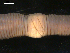  ( - BIOUG00038-86)  @12 [ ] CreativeCommons - Attribution (2010) CBG Photography Group Centre for Biodiversity Genomics