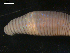  ( - BIOUG00038-86)  @12 [ ] CreativeCommons - Attribution (2010) CBG Photography Group Centre for Biodiversity Genomics