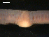  ( - BIOUG00038-87)  @12 [ ] CreativeCommons - Attribution (2010) CBG Photography Group Centre for Biodiversity Genomics