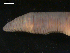  ( - BIOUG00038-87)  @12 [ ] CreativeCommons - Attribution (2010) CBG Photography Group Centre for Biodiversity Genomics