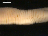  ( - BIOUG00038-88)  @12 [ ] CreativeCommons - Attribution (2010) CBG Photography Group Centre for Biodiversity Genomics