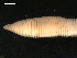  ( - BIOUG00038-88)  @12 [ ] CreativeCommons - Attribution (2010) CBG Photography Group Centre for Biodiversity Genomics