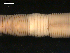  ( - BIOUG00038-89)  @12 [ ] CreativeCommons - Attribution (2010) CBG Photography Group Centre for Biodiversity Genomics