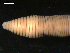  ( - BIOUG00038-89)  @12 [ ] CreativeCommons - Attribution (2010) CBG Photography Group Centre for Biodiversity Genomics