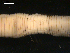  ( - BIOUG00038-90)  @12 [ ] CreativeCommons - Attribution (2010) CBG Photography Group Centre for Biodiversity Genomics