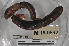  ( - EW-MI15-0011)  @12 [ ] CreativeCommons - Attribution Non-Commercial Share-Alike (2015) Thibaud Decaens Universite Montpellier, CEFE Lab
