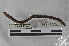  ( - EW-MI15-0132)  @12 [ ] CreativeCommons - Attribution Non-Commercial Share-Alike (2015) Thibaud Decaens Universite Montpellier, CEFE Lab