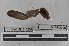  ( - EW-MI15-0237)  @12 [ ] CreativeCommons - Attribution Non-Commercial Share-Alike (2015) Thibaud Decaens Universite Montpellier, CEFE Lab